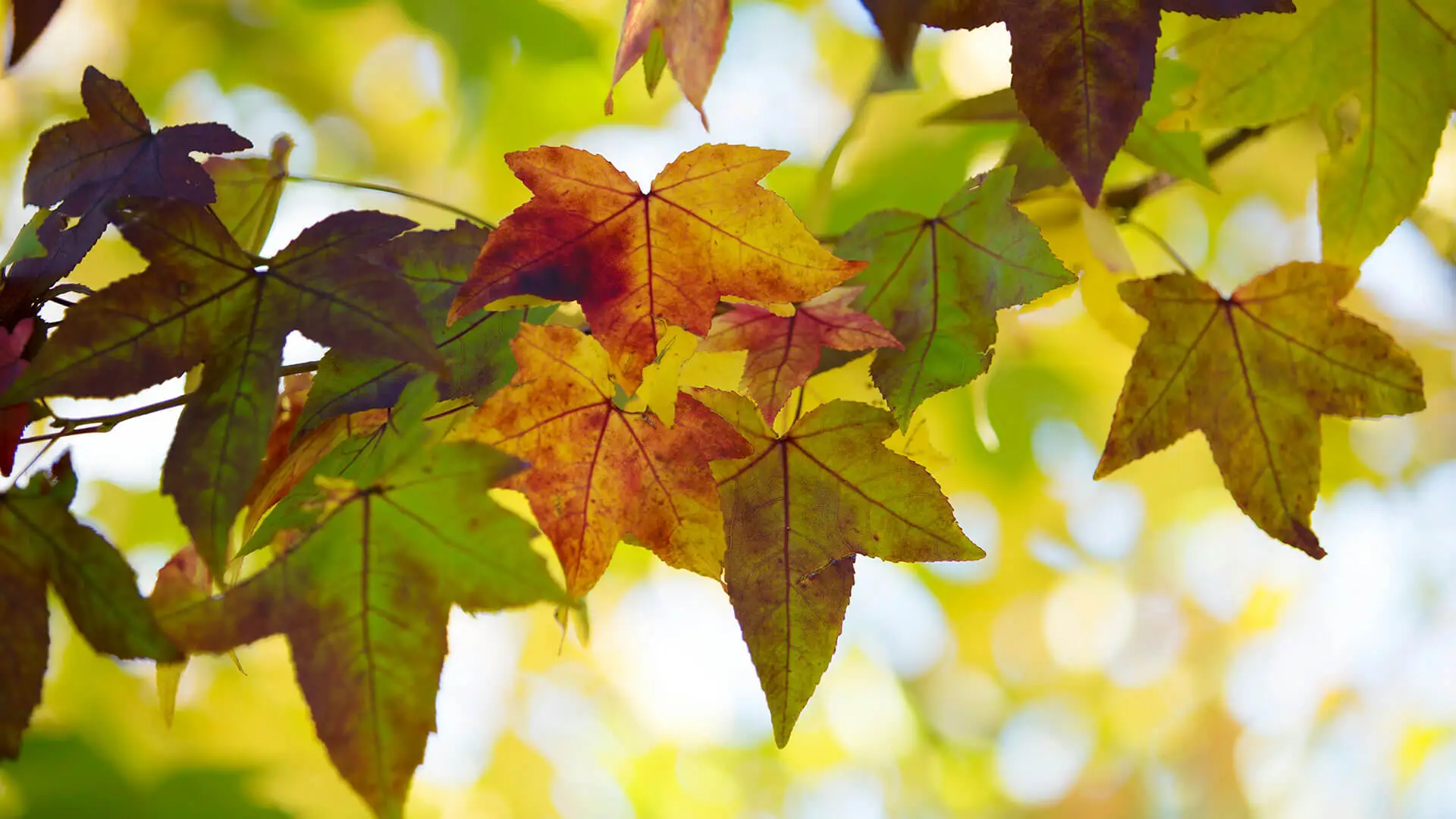 Autumn leaves in sharp focus on soft background